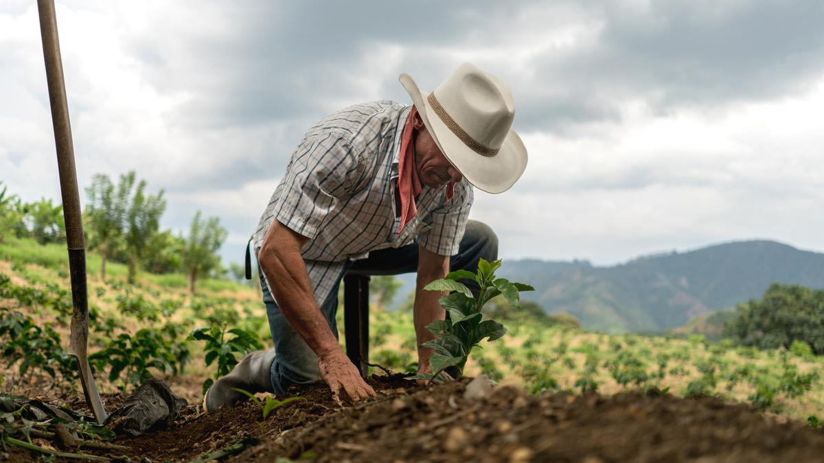 LÍNEA AGRÍCOLA